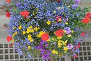 111 - Butchard Gardens  - IMG_1731